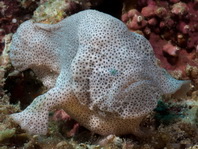 Cryptic Frogfish / Rodless frogfish - <em>Histiophryne cryptacanthus</em> - "Verborgener" Anglerfisch