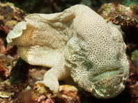 Cryptic Frogfish / Rodless frogfish - <em>Histiophryne cryptacanthus</em> - "Verborgener" Anglerfisch 