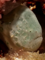 Cryptic Frogfish / Rodless frogfish - <em>Histiophryne cryptacanthus</em> - "Verborgener" Anglerfisch 