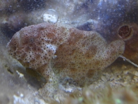 Histiophryne pogonius (Bearded frogfish - Bärtiger Anglerfisch)