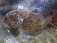 Ambon frogfish - Histiophryne sp (?) - Ambon Anglerfisch