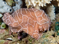 Histiophryne psychedelica - Ambon Frogfish, Moluccan Frogfish, Psychedelic Frogfish / Ambon Anglerfisch, Molukken Anglerfisch, Psychedelischer Anglerfisch