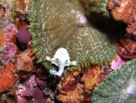 Cryptic Frogfish / Rodless frogfish - <em>Histiophryne cryptacanthus</em> - "Verborgener" Anglerfisch 