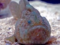 Histiophryne sp1 (honeycomb frogfish  - Wabenmuster Anglerfisch)