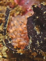 Lophiocharon lithinostomus (Marble-Mouthed Frogfish - Marmor-Maul Anglerfisch)