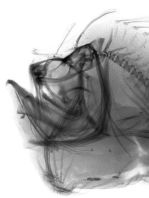 X-ray of the jaw of the Marble-mouth frogfish - Lophiocharon lithinostomus 