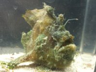 A Marble-Mouthed Frogfish (Lophiocharon lithinostomus ) with a lure which must have broken so it grey back bifurcated