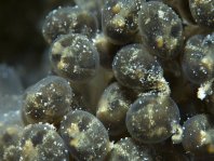 Details of the eggs
