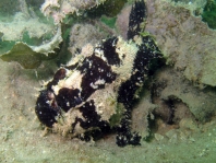 Lophiocharon trisignatus (Three-Spot Frogfish, Spotted-Tail Frogfish - 