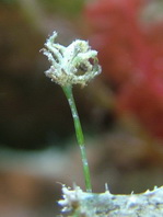 Lophiocharon trisignatus (Three-Spot Frogfish, Spotted-Tail Frogfish - 