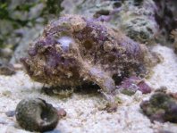 Lophiocharon trisignatus (Three-Spot Frogfish, Spotted-Tail Frogfish - 