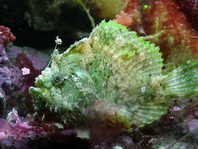 Lophiocharon trisignatus (Three-Spot Frogfish, Spotted-Tail Frogfish - 