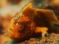 Lembeh Frogfish (Ocellated Frogfish) before Antennatus sp. - Nudiantennarius subteres - Lembeh Anglerfisch (Ocellus Anglerfisch) ehemalig Antennatus sp.