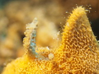 Lembeh Frogfish (Ocellated Frogfish) before Antennatus sp. - Nudiantennarius subteres - Lembeh Anglerfisch (Ocellus Anglerfisch) ehemalig Antennatus sp.