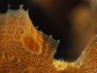 Lembeh Frogfish (Ocellated Frogfish) before Antennatus sp. - Nudiantennarius subteres - Lembeh Anglerfisch (Ocellus Anglerfisch) ehemalig Antennatus sp.