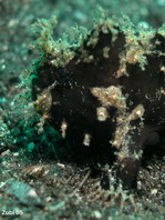 Lembeh Frogfish (Ocellated Frogfish) before Antennatus sp. - Nudiantennarius subteres - Lembeh Anglerfisch (Ocellus Anglerfisch) ehemalig Antennatus sp.