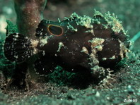 Lembeh Frogfish (Ocellated Frogfish) before Antennatus sp. - Nudiantennarius subteres - Lembeh Anglerfisch (Ocellus Anglerfisch) ehemalig Antennatus sp.