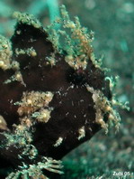 Lembeh Frogfish (Ocellated Frogfish) before Antennatus sp. - Nudiantennarius subteres - Lembeh Anglerfisch (Ocellus Anglerfisch) ehemalig Antennatus sp.