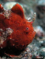 Lembeh Frogfish (Ocellated Frogfish) before Antennatus sp. - Nudiantennarius subteres - Lembeh Anglerfisch (Ocellus Anglerfisch) ehemalig Antennatus sp.