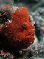 Lembeh Frogfish (Ocellated Frogfish) before Antennatus sp. - Nudiantennarius subteres - Lembeh Anglerfisch (Ocellus Anglerfisch) ehemalig Antennatus sp.