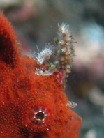 Lembeh Frogfish - Nudiantennarius subteres - Lembeh Anglerfisch