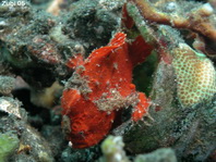 Lembeh Frogfish (Ocellated Frogfish) before Antennatus sp. - Nudiantennarius subteres - Lembeh Anglerfisch (Ocellus Anglerfisch) ehemalig Antennatus sp.