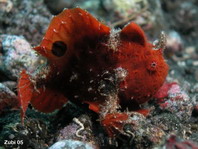 Lembeh Frogfish (Ocellated Frogfish) before Antennatus sp. - Nudiantennarius subteres - Lembeh Anglerfisch (Ocellus Anglerfisch) ehemalig Antennatus sp.