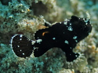 Lembeh Frogfish (Ocellated Frogfish) before Antennatus sp. - Nudiantennarius subteres - Lembeh Anglerfisch (Ocellus Anglerfisch) ehemalig Antennatus sp.