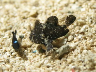 Lembeh Frogfish (Ocellated Frogfish) before Antennatus sp. - Nudiantennarius subteres - Lembeh Anglerfisch (Ocellus Anglerfisch) ehemalig Antennatus sp.