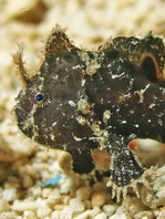 Lembeh Frogfish (Ocellated Frogfish) before Antennatus sp. - Nudiantennarius subteres - Lembeh Anglerfisch (Ocellus Anglerfisch) ehemalig Antennatus sp.