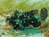 Lembeh Frogfish (Ocellated Frogfish) before Antennatus sp. - Nudiantennarius subteres - Lembeh Anglerfisch (Ocellus Anglerfisch) ehemalig Antennatus sp.