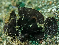 Lembeh Frogfish (Ocellated Frogfish) before Antennatus sp. - Nudiantennarius subteres - Lembeh Anglerfisch (Ocellus Anglerfisch) ehemalig Antennatus sp.