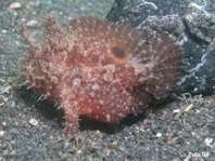 Lembeh Frogfish (Ocellated Frogfish) before Antennatus sp. - Nudiantennarius subteres - Lembeh Anglerfisch (Ocellus Anglerfisch) ehemalig Antennatus sp.