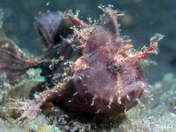 Rosy frogfish (Spiny-tufted Frogfish) - Antennatus rosaceus - Rosa Anglerfisch