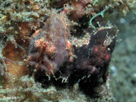 Lembeh Frogfish (Ocellated Frogfish) before Antennatus sp. - Nudiantennarius subteres - Lembeh Anglerfisch (Ocellus Anglerfisch) ehemalig Antennatus sp.