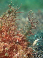 Lembeh Frogfish - Nudiantennarius subteres - Lembeh Anglerfisch