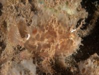 Lembeh Frogfish (Ocellated Frogfish) before Antennatus sp. - Nudiantennarius subteres - Lembeh Anglerfisch (Ocellus Anglerfisch) ehemalig Antennatus sp.