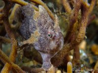 Lembeh Frogfish (Ocellated Frogfish) before Antennatus sp. - Nudiantennarius subteres - Lembeh Anglerfisch (Ocellus Anglerfisch) ehemalig Antennatus sp.