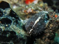 Lembeh Frogfish (Ocellated Frogfish) before Antennatus sp. - Nudiantennarius subteres - Lembeh Anglerfisch (Ocellus Anglerfisch) ehemalig Antennatus sp.