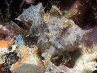 Lembeh Frogfish (Ocellated Frogfish) before Antennatus sp. - Nudiantennarius subteres - Lembeh Anglerfisch (Ocellus Anglerfisch) ehemalig Antennatus sp.