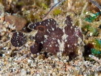 Lembeh Frogfish (Ocellated Frogfish) before Antennatus sp. - Nudiantennarius subteres - Lembeh Anglerfisch (Ocellus Anglerfisch) ehemalig Antennatus sp.