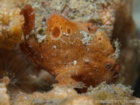 Lembeh Frogfish (Ocellated Frogfish) before Antennatus sp. - Nudiantennarius subteres - Lembeh Anglerfisch (Ocellus Anglerfisch) ehemalig Antennatus sp.