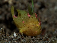 Lembeh Frogfish (Ocellated Frogfish) before Antennatus sp. - Nudiantennarius subteres - Lembeh Anglerfisch (Ocellus Anglerfisch) ehemalig Antennatus sp.