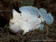 Lembeh Frogfish (Ocellated Frogfish) before Antennatus sp. - Nudiantennarius subteres - Lembeh Anglerfisch (Ocellus Anglerfisch) ehemalig Antennatus sp.