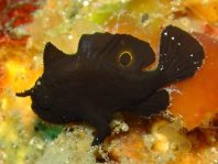 Lembeh Frogfish (Ocellated Frogfish) before Antennatus sp. - Nudiantennarius subteres - Lembeh Anglerfisch (Ocellus Anglerfisch) ehemalig Antennatus sp.