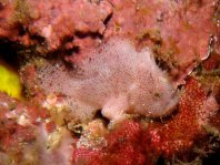 Lembeh Frogfish (Ocellated Frogfish) before Antennatus sp. - Nudiantennarius subteres - Lembeh Anglerfisch (Ocellus Anglerfisch) ehemalig Antennatus sp.