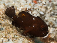 Rosy frogfish (Spiny-tufted Frogfish) - Antennatus rosaceus - Rosa Anglerfisch