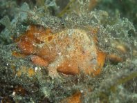 Rosy frogfish (Spiny-tufted Frogfish) - Antennatus rosaceus - Rosa Anglerfisch