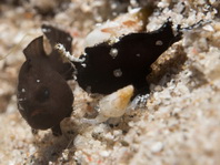 Lembeh Frogfish (Ocellated Frogfish) before Antennatus sp. - Nudiantennarius subteres - Lembeh Anglerfisch (Ocellus Anglerfisch) ehemalig Antennatus sp.