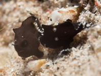 Lembeh Frogfish (Ocellated Frogfish) before Antennatus sp. - Nudiantennarius subteres - Lembeh Anglerfisch (Ocellus Anglerfisch) ehemalig Antennatus sp.